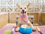 Feeding Frenzy: How Accurate Are Your Pet Food’s Feeding Directions ...