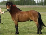 Gotland-Russ Pony Breed Information, History, Videos, Pictures