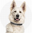 HALO COLLAR Smart Dog Collar with Virtual Fence, GPS, Activity Tracking ...