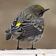 The Most Common Birds Found in North America - Birds and Blooms