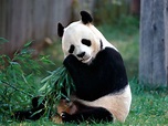 ENCYCLOPEDIA OF ANIMAL FACTS AND PICTURES: PANDA ENDANGERED ANIMALS