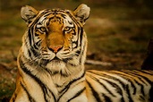 Imagenes De Tigres De Bengala Para Imprimir En Color