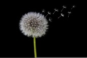 Dandelion Flower Meaning: Symbolic Insights Explored