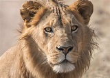 Young Male Lion, Serengeti, Tanzania - Betty Sederquist Photography