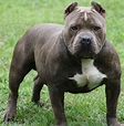 American Pit Bull Terrier - Puppies, Rescue, Pictures, Information ...
