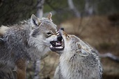 File:Wolves in Norway.jpg - Wikimedia Commons