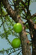 蒲瓜樹 | 台灣景觀植物介紹
