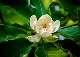 Magnoliales - Flowering, Woody, Evergreen | Britannica