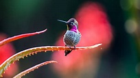 12 Amazing Facts You Should Know About Hummingbird Migration