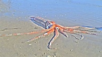 Scientists caught a real-life giant 'kraken' on video, here's how