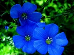 Pictures Of Blue Flowers And Their Names