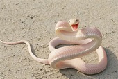 Baby White Snake - Wildlife Archives | Wildlife Archives