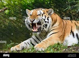 Siberian tiger roaring Stock Photo - Alamy