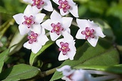 Hoya Plant Facts, Growing, and Care Guide