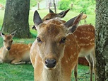 絕不只有鹿！日本奈良特色與魅力還有這些-MATCHA-欣傳媒旅遊頻道