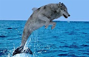 Sea Wolves Animal - Hachiman Wallpaper