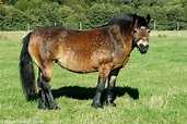 Gotland Pony - Origin, Characterstic, Features & More