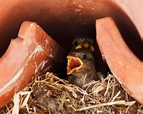 How Long Do Sparrows Stay in The Nest? Explained!