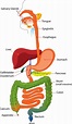 Digestive System - (Parts + Stages Of Digestion + Facts) - Science4Fun