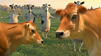 FUNNY COW DANCE 7 │ Cow Dance Song & Cow Videos 2024 - YouTube