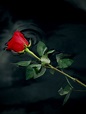 Single red rose floating in the water. Beautiful Rose Flowers, Exotic ...