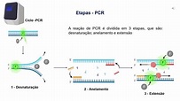 Reação em cadeia da Polimerase (PCR) - YouTube