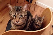 15 adorable adult cats with their insanely cute mini-me counterparts