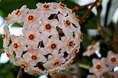 Hoya Obovata: Plant Care & Growing Guide