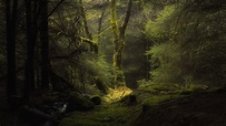 nature, dark, forest, moss, deep forest, trees | 3840x2160 Wallpaper ...