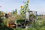 Horticultura urbana en Berlín. Huertos urbanos en Alemania