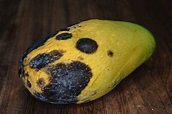 Enfermedad De La Fruta Del Mango Causada Por Los Hongos Foto de archivo ...