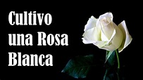 Cultivo una rosa blanca. José Martí - YouTube