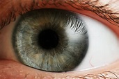 File:Eye iris.jpg - Wikimedia Commons
