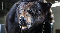 True crime: The real story behind 'Cocaine Bear' | Flipboard