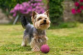 Yorkshire Terrier: conheça tudo sobre a raça | DogHero