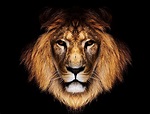 Descarga gratis | León 3d, rey, león, animales, Fondo de pantalla HD ...