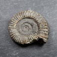 Ammonite from Whitby - UK Ammonite fossils - Whitby Ammonites