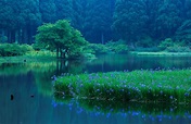 Fondos de Pantalla 3600x2333 Lago Iris Japón Bosques Takashima, Shiga ...