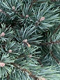 10 Types of Pine Trees Everyone Should Know | American Conifer Society