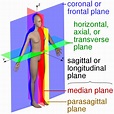 Transverse plane - Wikipedia