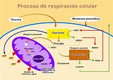 Proceso de respiración celular