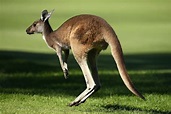 It's time you learned the truth about kangaroos - The Verge