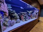 Custom Luxury Fish Tanks and Aquariums | Gallery Photos | NY, NJ, PA