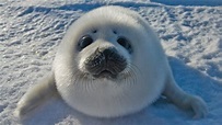 Cute Seal Wallpapers - Top Free Cute Seal Backgrounds - WallpaperAccess