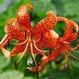 Tiger Lily Henry | Henry's Lily | Turks Cap Lily | Heirloom Lily Bulbs – Easy To Grow Bulbs
