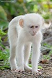 The Only White Monkey In The Whole World