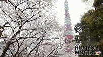 FULL HD 1080P 日本 東京 tokyo japan 東京鐵塔 櫻花 春天 aq0002605 - YouTube