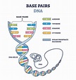 Il DNA, contenitore delle nostre informazioni genetiche: cos’è e a cosa ...