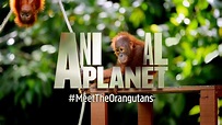 Welcome to the official Animal Planet UK channel! - YouTube