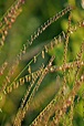 Sideoats grama: Official State Grass of Texas - Authentic Texas